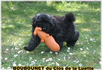 bouvier des flandres photo chiot - Elevage Clos Luette -  COPYRIGHT DEPOSE